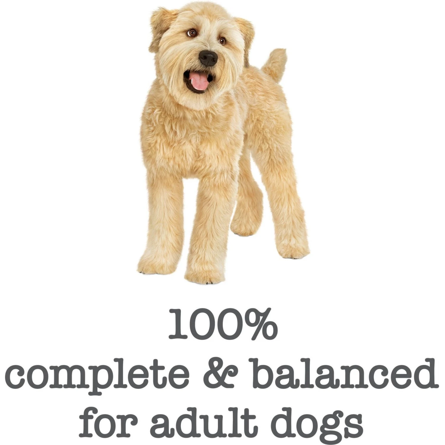 Purina Beneful Medleys Romana Style Canned Dog Food 6 Purina Beneful Medleys Romana Style Canned Dog Food - Image 6