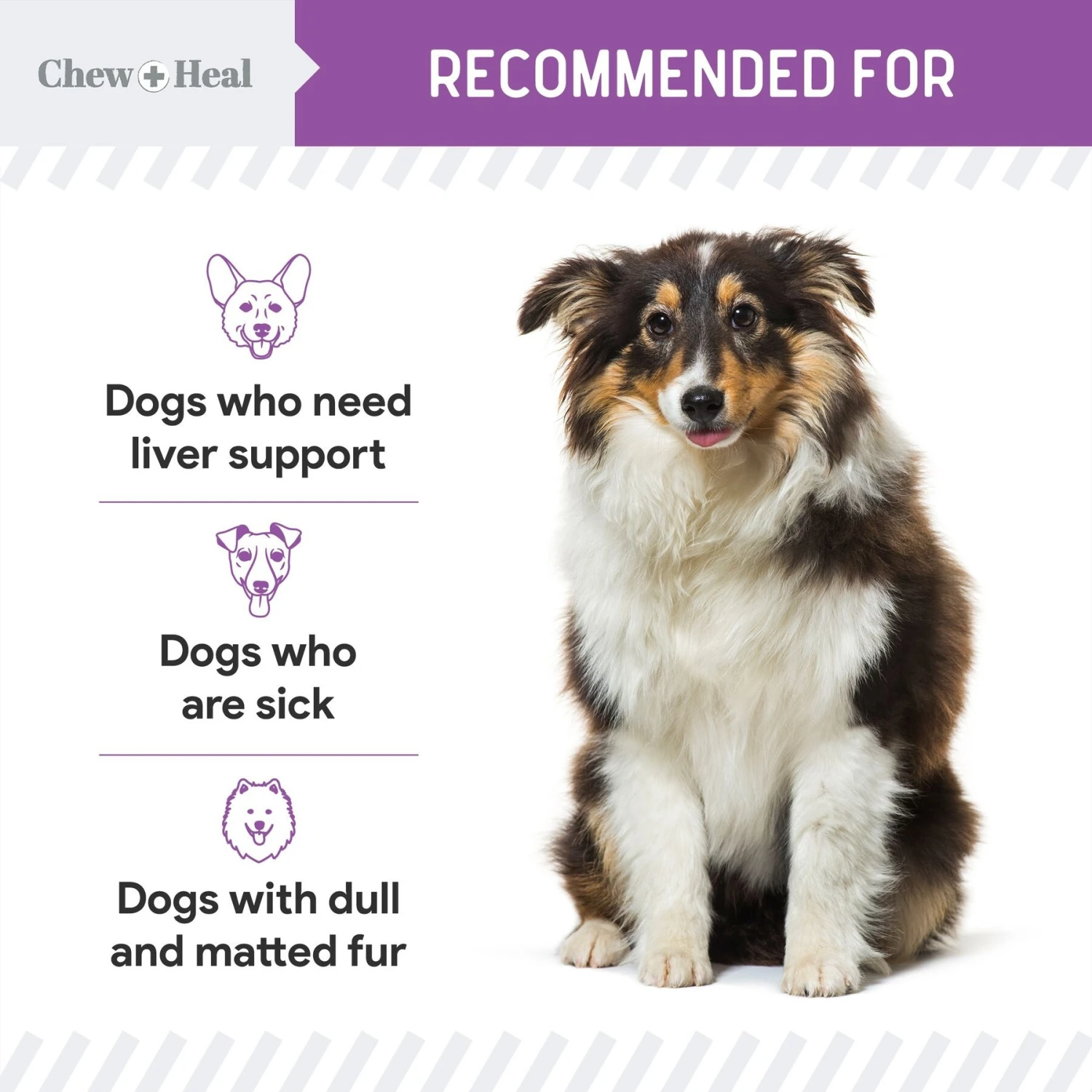 Chew + Heal Milk Thistle Tincture With Moringa Oil & Salmon Oil Liquid Kidney & Liver Health Supplement For Dogs, 2-oz Bottle 4 Chew + Heal Milk Thistle Tincture With Moringa Oil & Salmon Oil Liquid Kidney & Liver Health Supplement For Dogs, 2-oz Bottle - Image 4