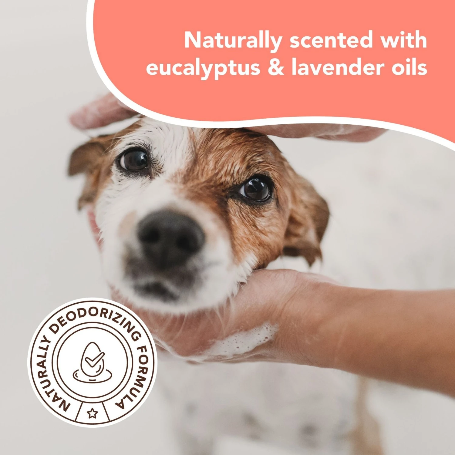 Natural Dog Company Skin Soother Dog Healing Balm & Natural Dog Company Itchy Dog Shampoo, 12-oz Bottle 8 Natural Dog Company Skin Soother Dog Healing Balm & Natural Dog Company Itchy Dog Shampoo, 12-oz Bottle - Image 8