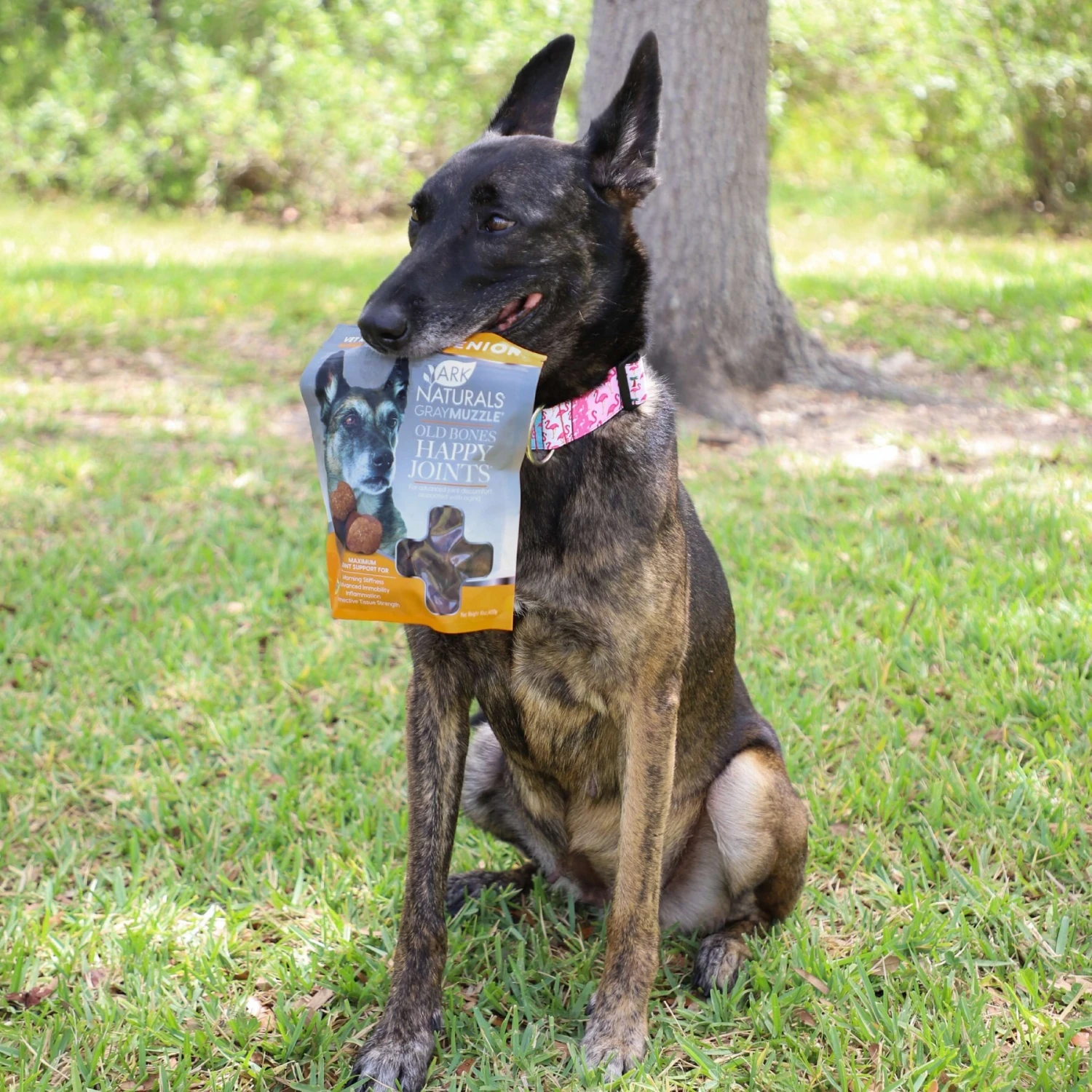 Ark Naturals Gray Muzzle Old Bones Happy Joints Maximum Strength Soft Chew Joint Supplement For Senior Dogs 8 Ark Naturals Gray Muzzle Old Bones Happy Joints Maximum Strength Soft Chew Joint Supplement For Senior Dogs - Image 8