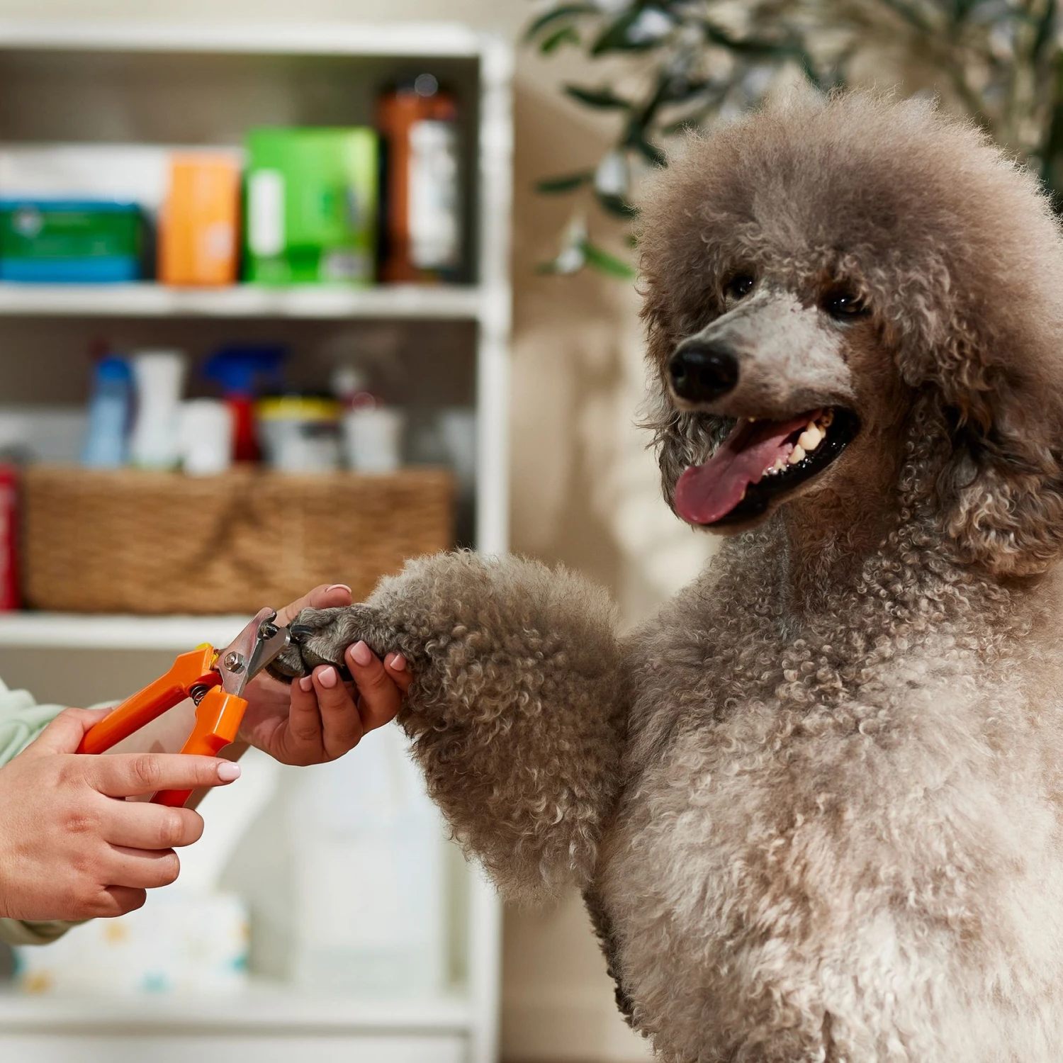 Millers Forge Nail Clipper 4 Millers Forge Nail Clipper - Image 4