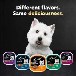 Cesar Filets In Gravy Beef Flavors Variety Pack Small Breed Adult Wet Dog Food -Pet Wellness 110539 PT8. AC SS1800 V1695674572