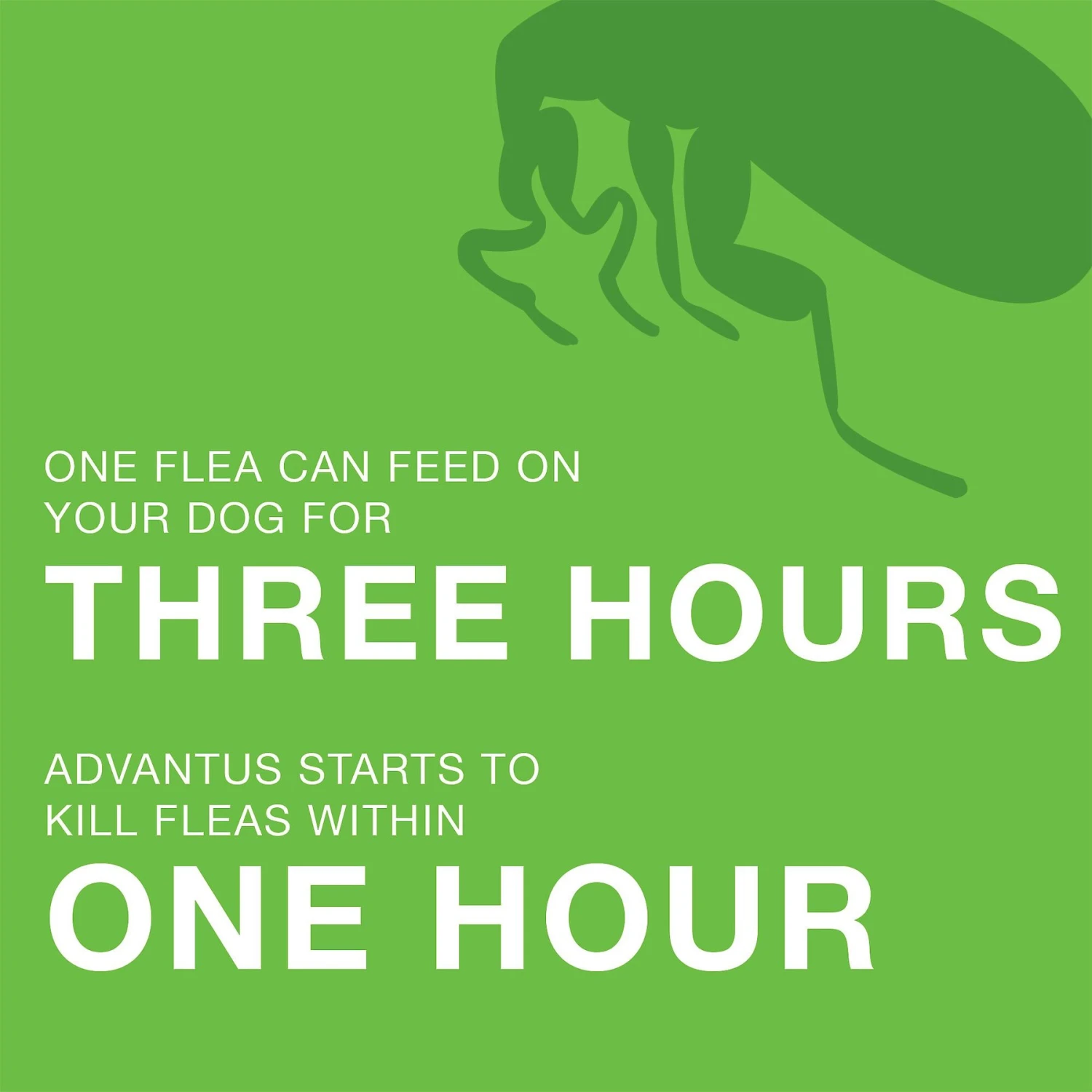 Advantus Flea Oral Treatment For Dogs, 4-22 Lbs 5 Advantus Flea Oral Treatment For Dogs, 4-22 Lbs - Image 5