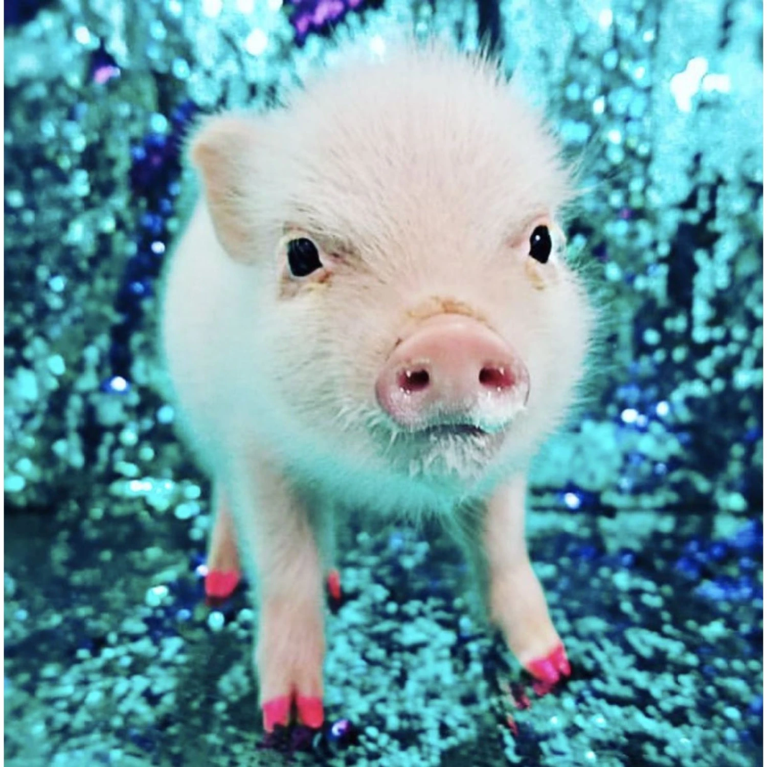 Warren London Pawdicure Dog Nail Polish Pen, Neon 7 Warren London Pawdicure Dog Nail Polish Pen, Neon - Image 7