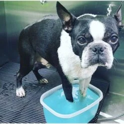 Warren London Deep Cleaning Dog Paw Fizz Tablets -Pet Wellness 112730 PT4. AC SS1800 V1657655269