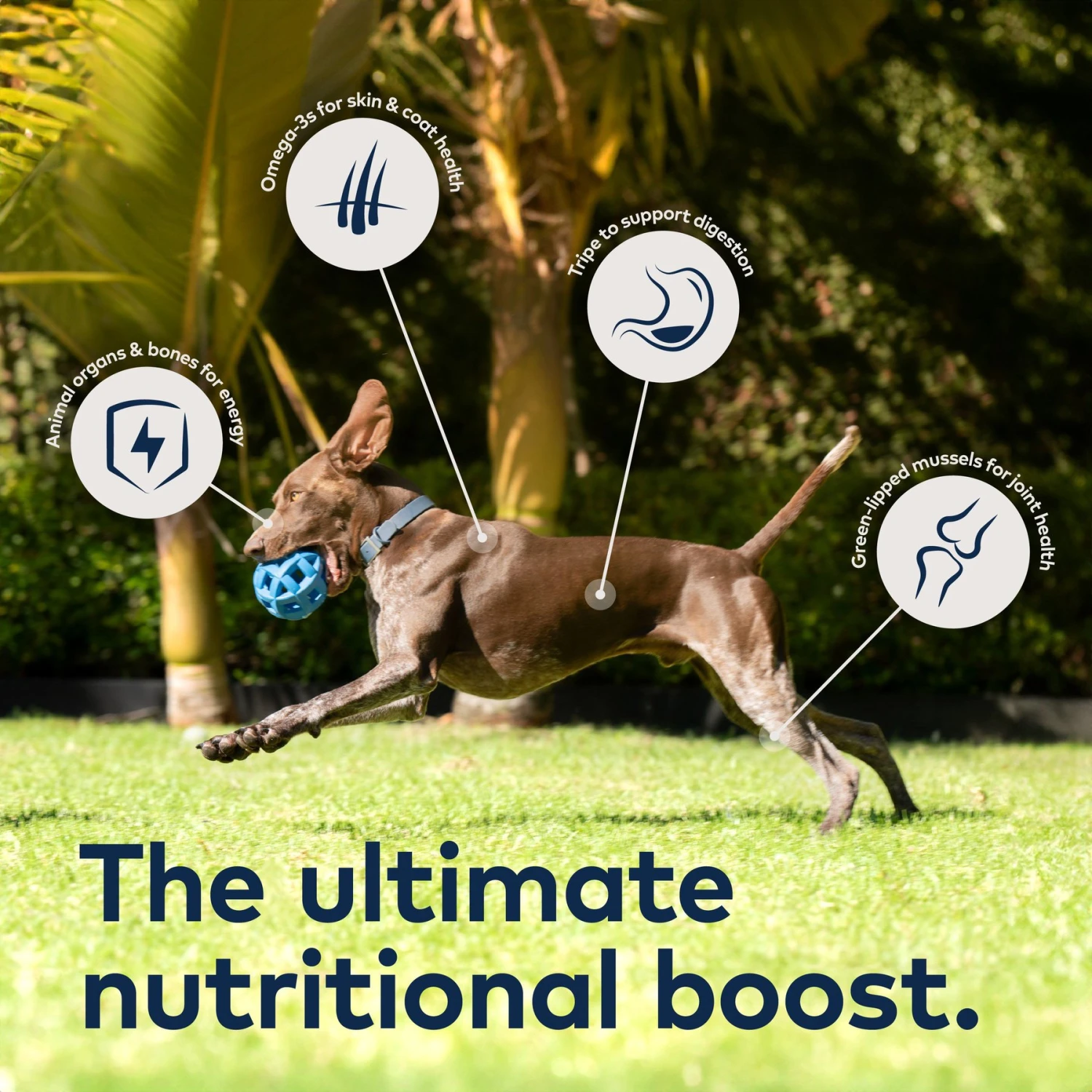 ZIWI Peak Tripe & Lamb Grain-Free Air-Dried Dog Food 5 ZIWI Peak Tripe & Lamb Grain-Free Air-Dried Dog Food - Image 5