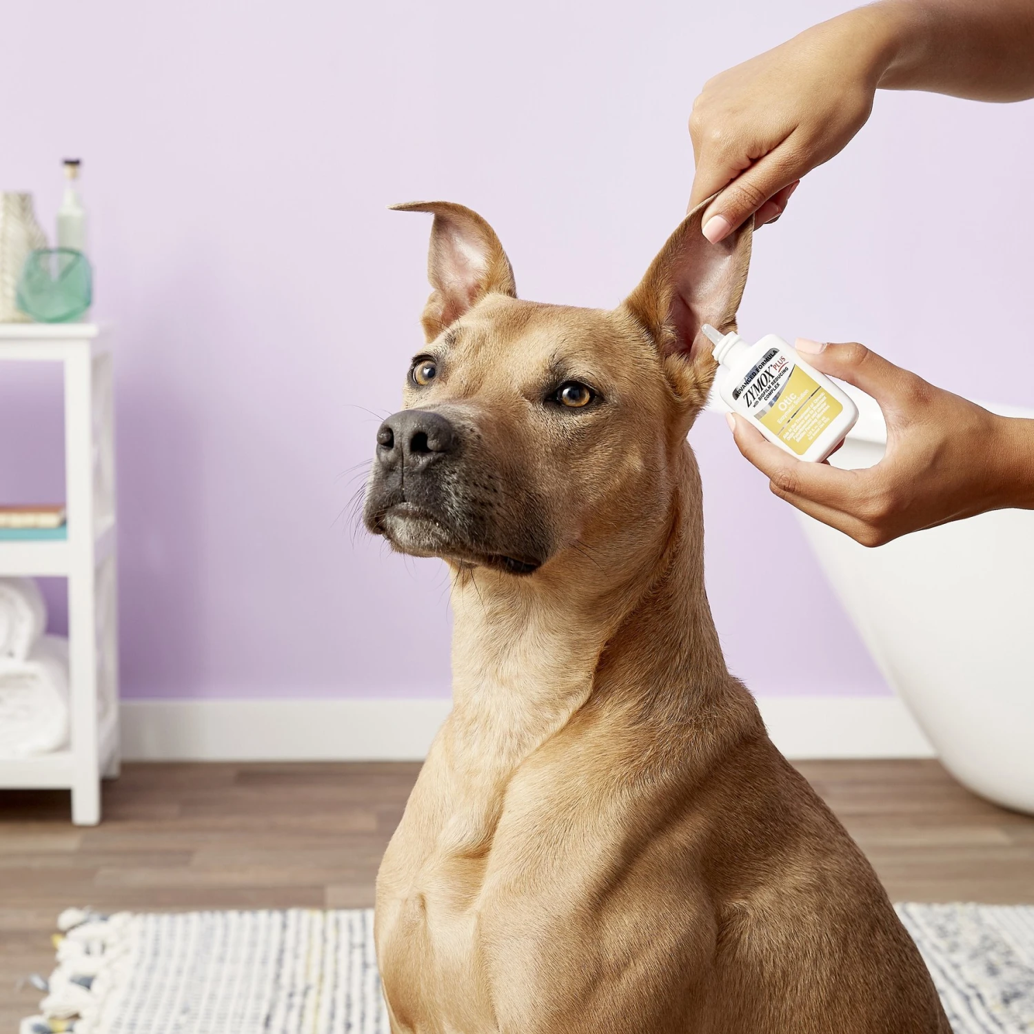 Zymox Plus Advanced Formula Otic Dog & Cat Ear Infection Solution, 1.25-oz Bottle 4 Zymox Plus Advanced Formula Otic Dog & Cat Ear Infection Solution, 1.25-oz Bottle - Image 4