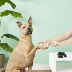 Dermapaw Dog Skin & Paw Treatment 8 Dermapaw Dog Skin & Paw Treatment -Pet Wellness 118910 PT3. AC SS1800 V1545258193