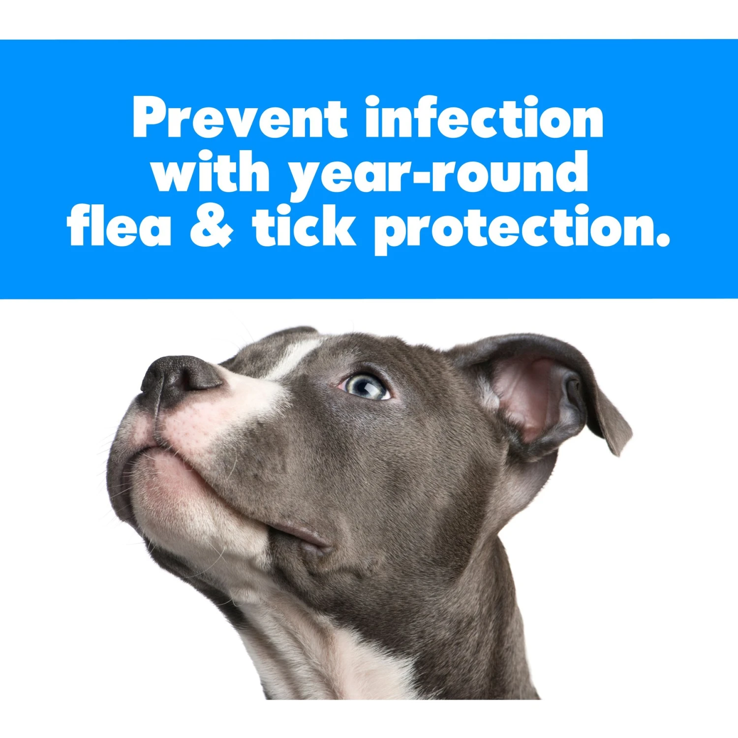 Zodiac Flea & Tick Spot Treatment For Dogs, Over 60 Lbs 3 Zodiac Flea & Tick Spot Treatment For Dogs, Over 60 Lbs - Image 3
