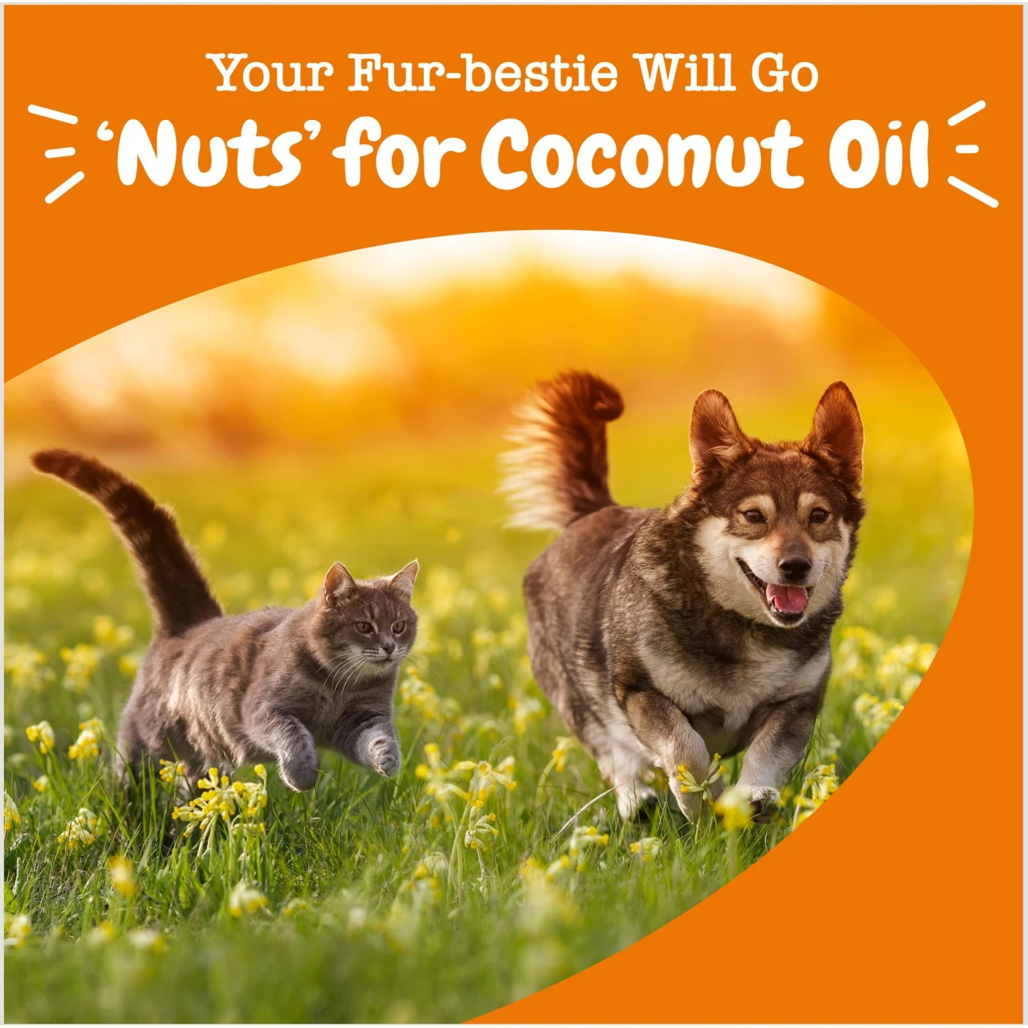 Zesty Paws Coconut Oil Skin & Coat Digestive Liquid Topper Supplement For Dogs 4 Zesty Paws Coconut Oil Skin & Coat Digestive Liquid Topper Supplement For Dogs - Image 4