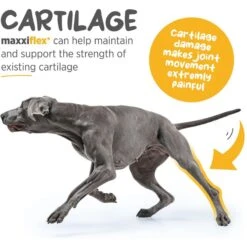 Maxxipaws Maxxiflex+ Dog Joint Supplement -Pet Wellness 131560 PT3. AC SS1800 V1667333972
