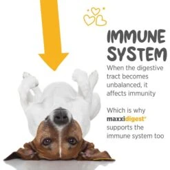 Maxxipaws Maxxidigest+ Digestive & Immune System Support For Dogs Supplement, 13.2-oz -Pet Wellness 131568 PT3. AC SS1800 V1667332350