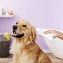 Nootie Sweet Pea & Vanilla Dog & Cat Waterless Shampoo Wipes 11 Nootie Sweet Pea & Vanilla Dog & Cat Waterless Shampoo Wipes -Pet Wellness 132626 PT2. AC SS1800 V1543958959