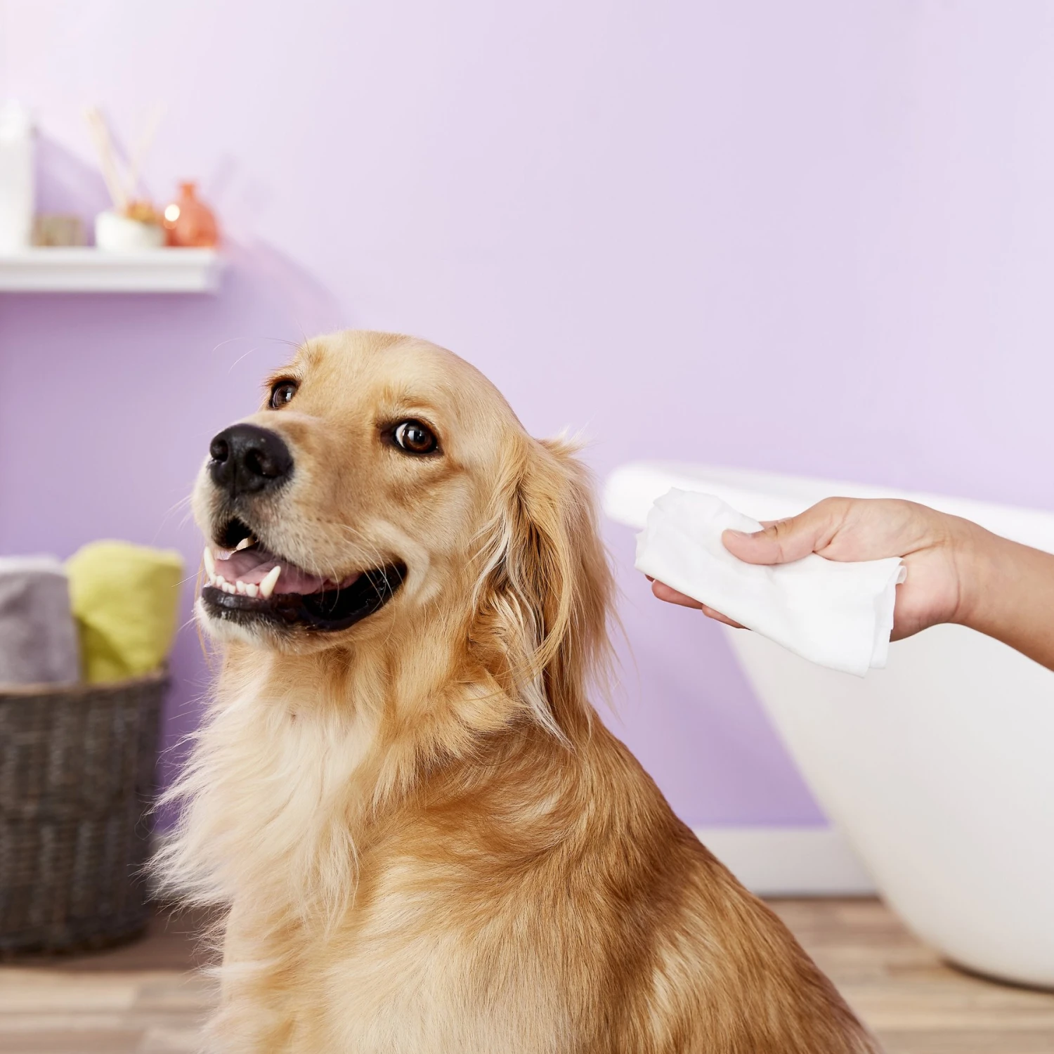 Nootie Sweet Pea & Vanilla Dog & Cat Waterless Shampoo Wipes 3 Nootie Sweet Pea & Vanilla Dog & Cat Waterless Shampoo Wipes - Image 3