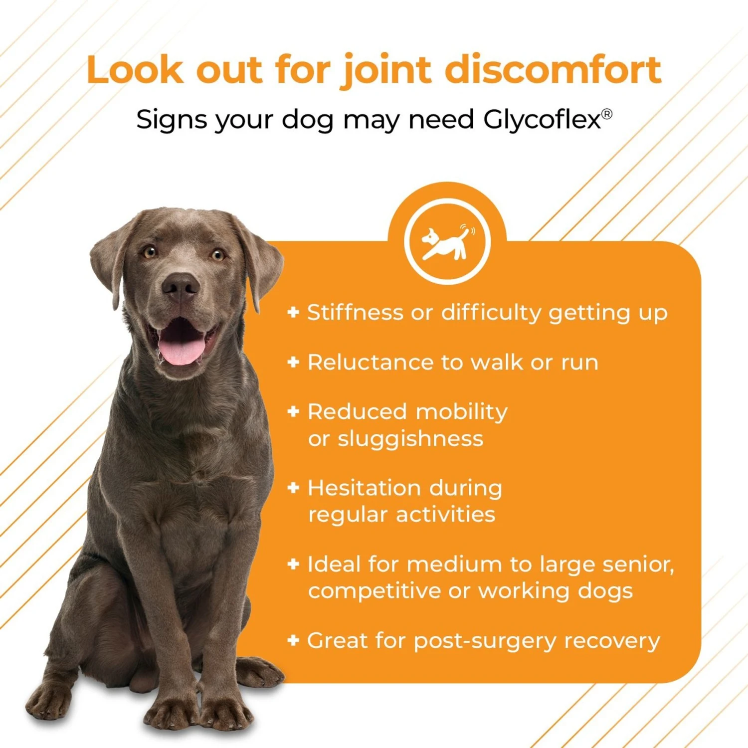 VetriScience GlycoFlex Plus Duck Flavored Soft Chews Joint Supplement For Dogs 4 VetriScience GlycoFlex Plus Duck Flavored Soft Chews Joint Supplement For Dogs - Image 4