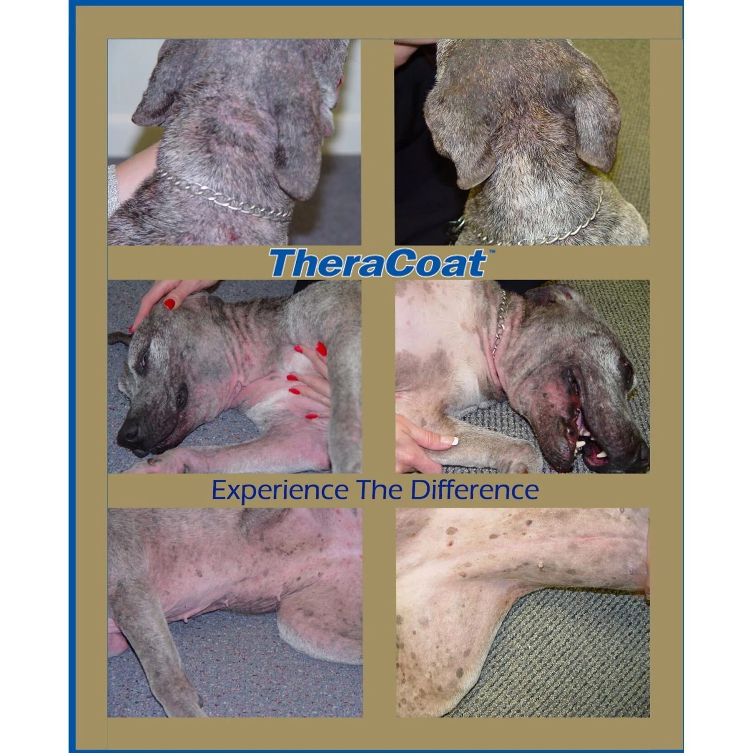 Davis TheraCoat Dog & Cat Supplement 4 Davis TheraCoat Dog & Cat Supplement - Image 4