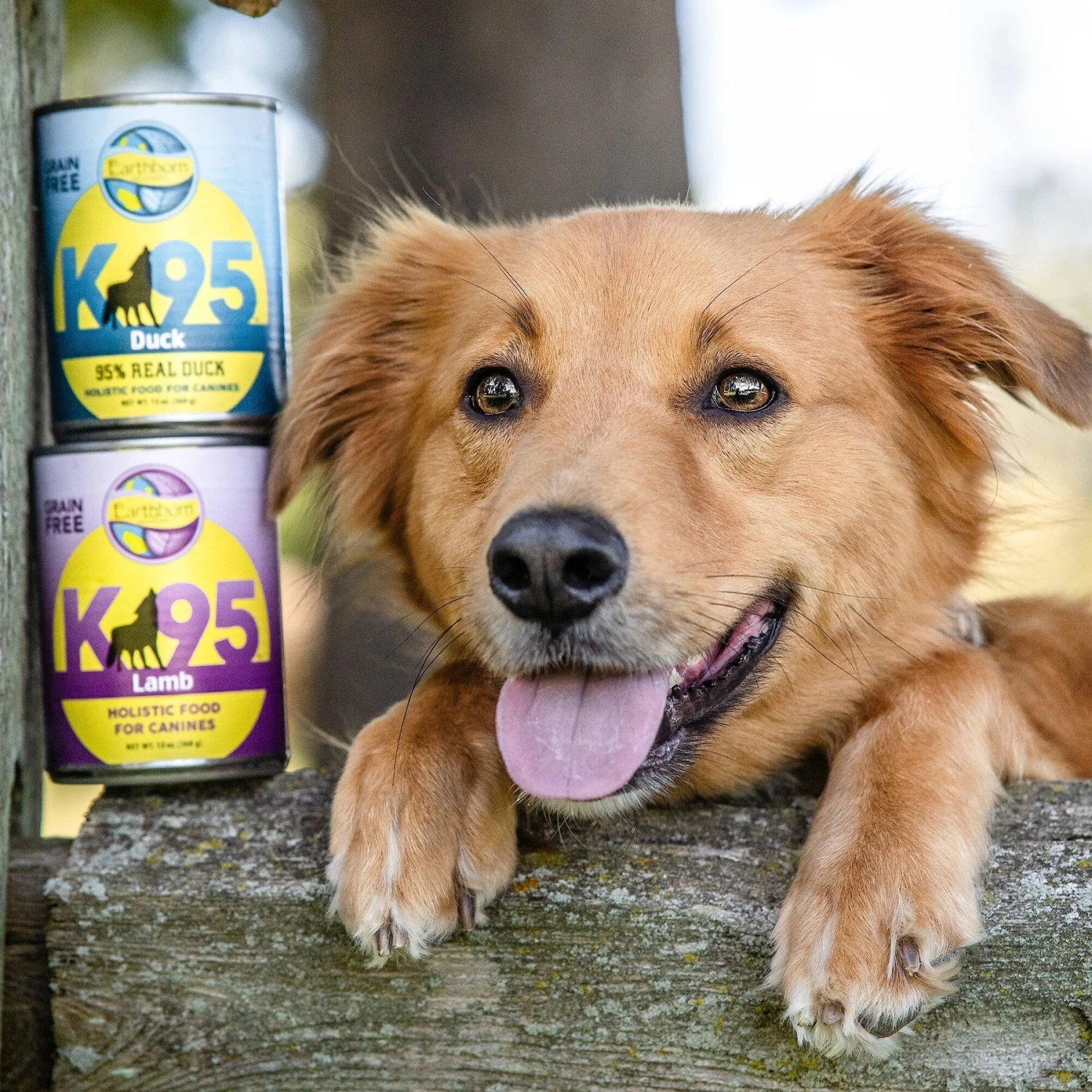 Earthborn Holistic K95 Lamb Recipe Grain-Free Canned Dog Food 8 Earthborn Holistic K95 Lamb Recipe Grain-Free Canned Dog Food - Image 8