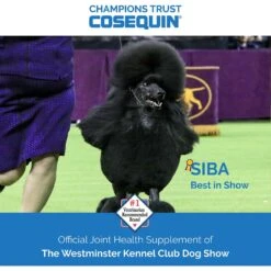 Nutramax Cosequin Maximum Strength Chewable Tablet Joint Health Supplement For Dogs -Pet Wellness 136947 PT7. AC SS1800 V1624309653