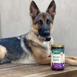 PetNC Natural Care Hip & Joint Daily Health Level 4 Liver Flavor Chewable Tablet Dog Supplement -Pet Wellness 138395 PT6. AC SS1800 V1614635539