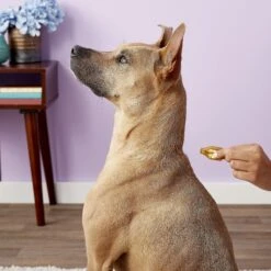 Dermoscent Essential 6 Spot-On Large Breed Dog Skin Care Treatment, 4 Count -Pet Wellness 140841 PT4. AC SS1800 V1614295045