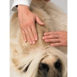 Dermoscent Essential 6 Spot-On Large Breed Dog Skin Care Treatment, 4 Count -Pet Wellness 140841 PT5. AC SS1800 V1614293238