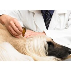 Dermoscent Essential 6 Spot-On Large Breed Dog Skin Care Treatment, 4 Count -Pet Wellness 140841 PT6. AC SS1800 V1614294138