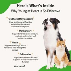 Pet Wellbeing Young At Heart Bacon Flavored Liquid Heart Supplement For Dogs & Cats -Pet Wellness 140866 PT5. AC SS1800 V1696281073