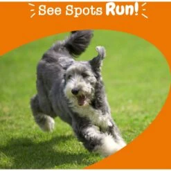 Zesty Paws Stay Green Bites Chicken Flavored Soft Chews Digestive Supplement For Dogs -Pet Wellness 141488 PT3. AC SS1800 V1700681900