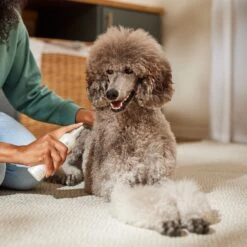 BioSilk Therapy Detangling & Shine Dog Spray, 8-oz Bottle -Pet Wellness 145061 PT4. AC SS1800 V1683922990