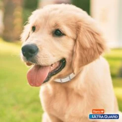 Hartz UltraGuard Flea & Tick Collar For Dogs, Up To 20" Neck -Pet Wellness 145750 PT7. AC SS1800 V1648624019