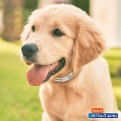 Hartz UltraGuard Pro Reflecting Flea & Tick Collar For Dogs & Puppies 17 Hartz UltraGuard Pro Reflecting Flea & Tick Collar For Dogs & Puppies -Pet Wellness 145756 PT8. AC SS1800 V1648623987