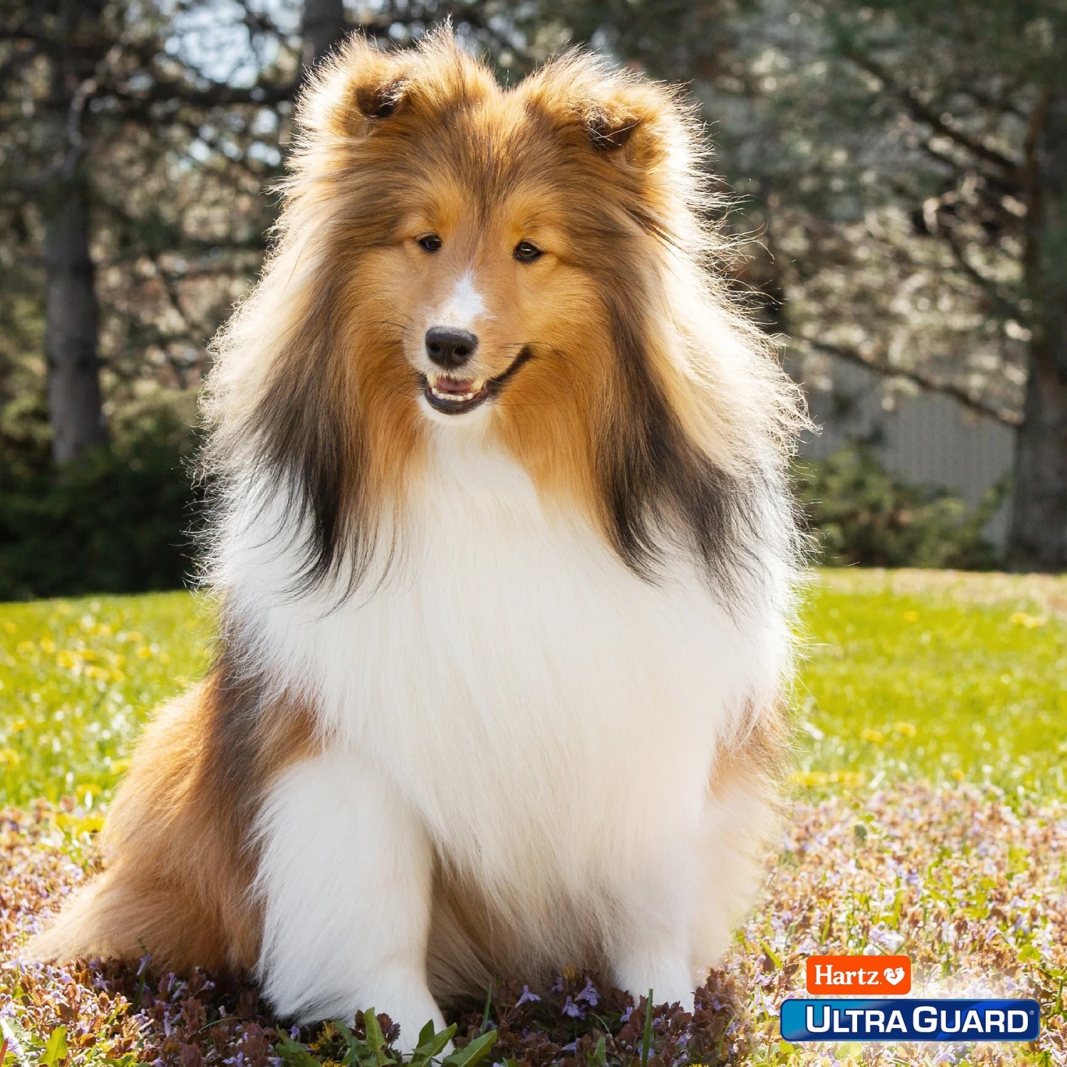 Hartz UltraGuard Flea & Tick Spray For Dogs 5 Hartz UltraGuard Flea & Tick Spray For Dogs - Image 5