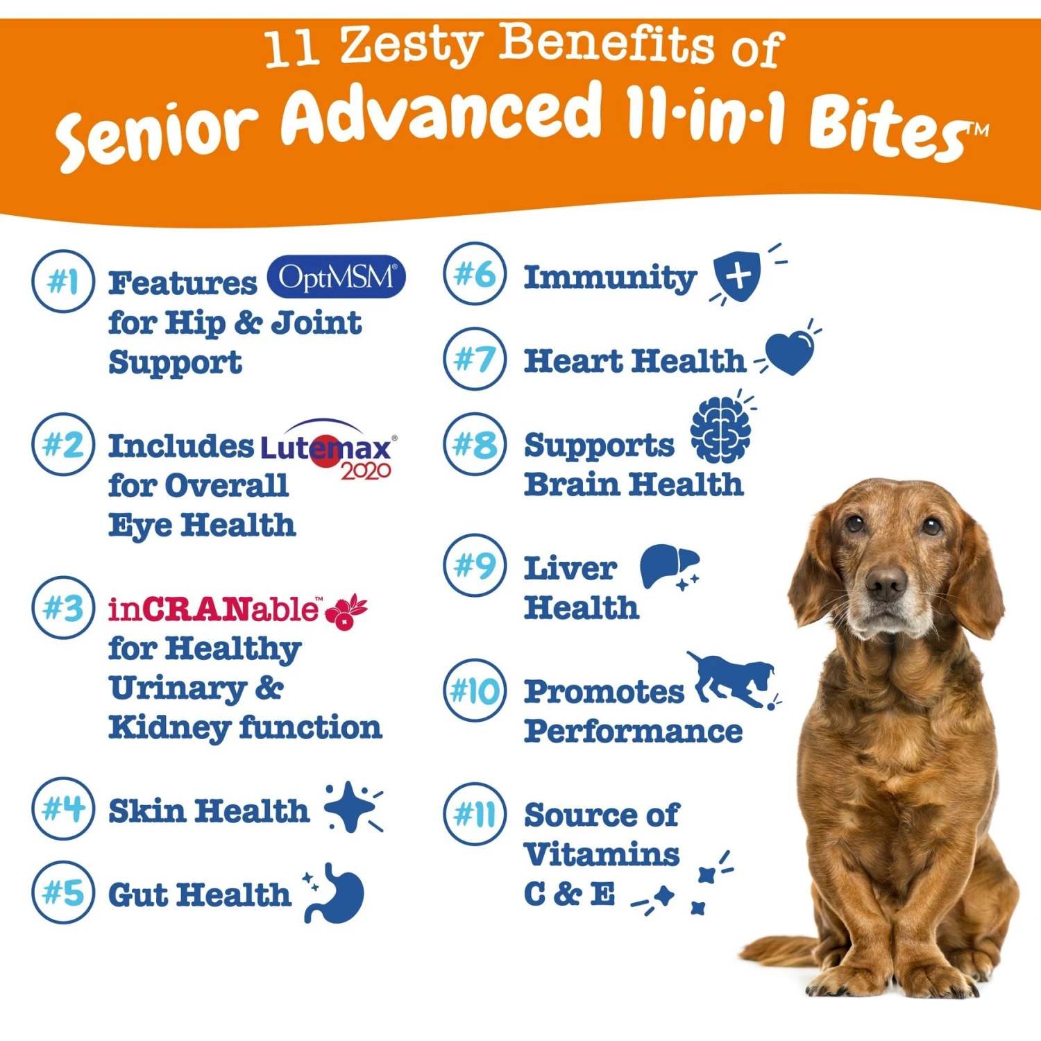 Zesty Paws Senior Advanced 11-in-1 Bites Chicken Flavored Soft Chews Multivitamin For Senior Dogs 2 Zesty Paws Senior Advanced 11-in-1 Bites Chicken Flavored Soft Chews Multivitamin For Senior Dogs - Image 2