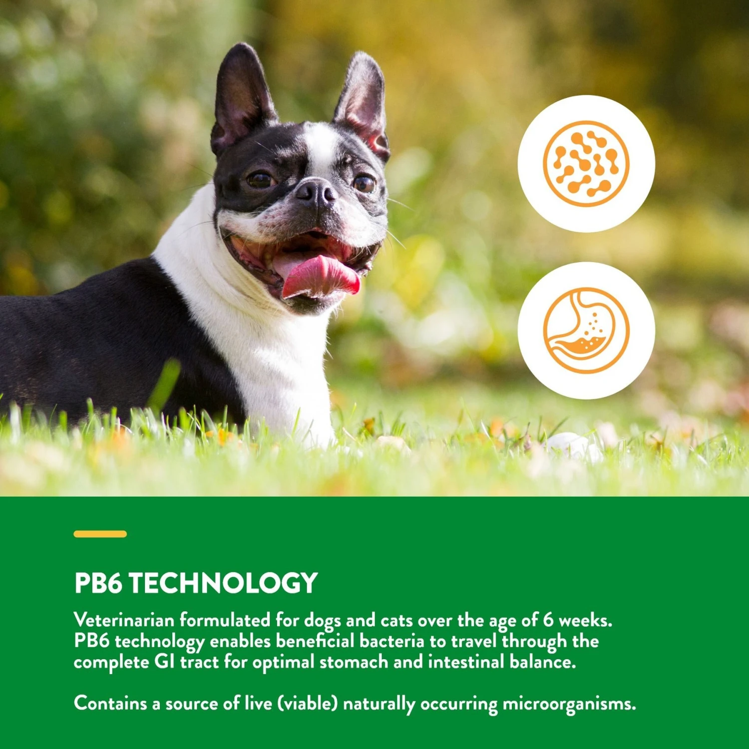 NaturVet Advanced Probiotics & Enzymes Plus Vet Strength PB6 Probiotic Powder Digestive Supplement For Cats & Dogs 4 NaturVet Advanced Probiotics & Enzymes Plus Vet Strength PB6 Probiotic Powder Digestive Supplement For Cats & Dogs - Image 4