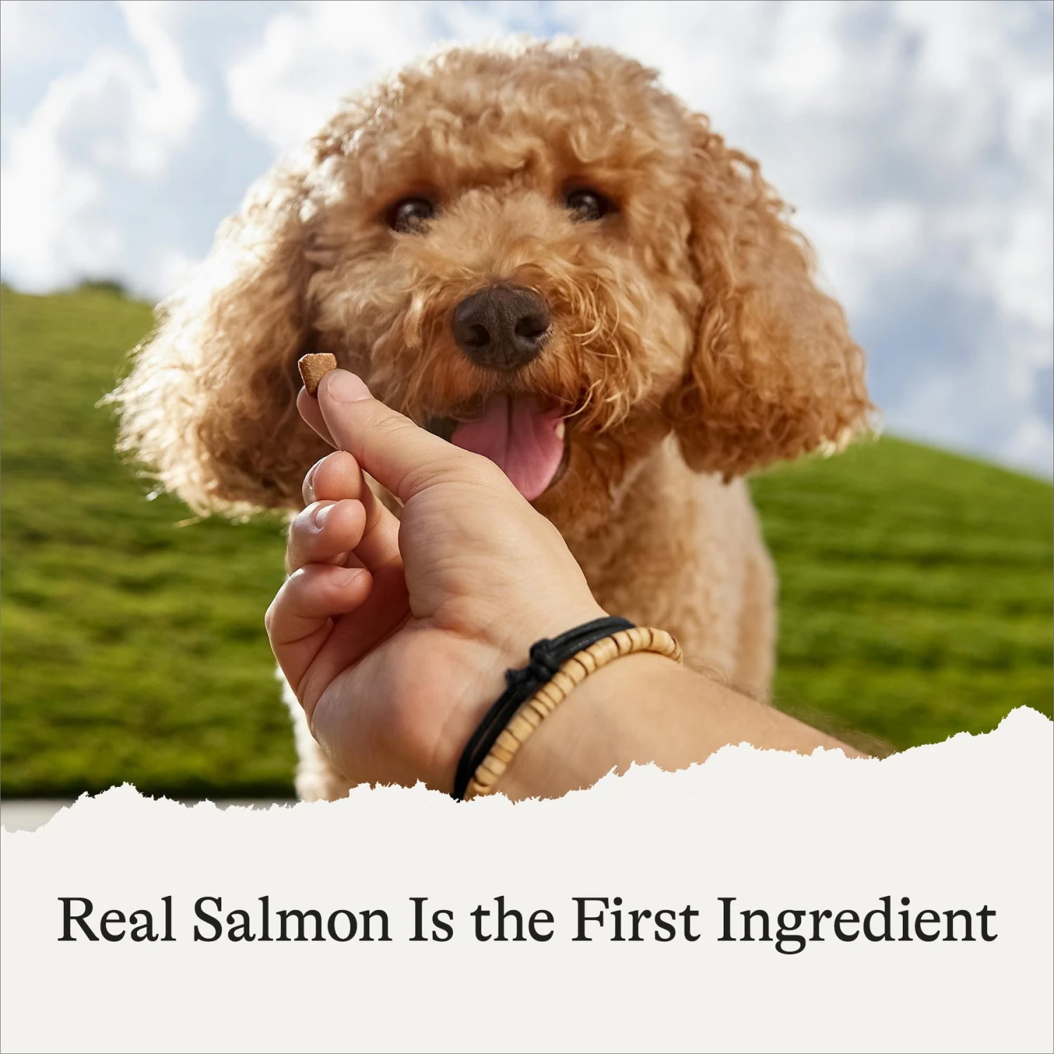 American Journey Salmon Recipe Grain-Free Soft & Chewy Training Bits Dog Treats 5 American Journey Salmon Recipe Grain-Free Soft & Chewy Training Bits Dog Treats - Image 5