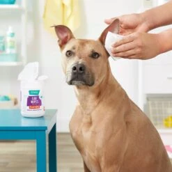 Frisco Deodorizing Ear Wipes With Aloe For Dogs & Puppies 10 Frisco Deodorizing Ear Wipes With Aloe For Dogs & Puppies -Pet Wellness 152583 PT4. AC SS1800 V1551302935
