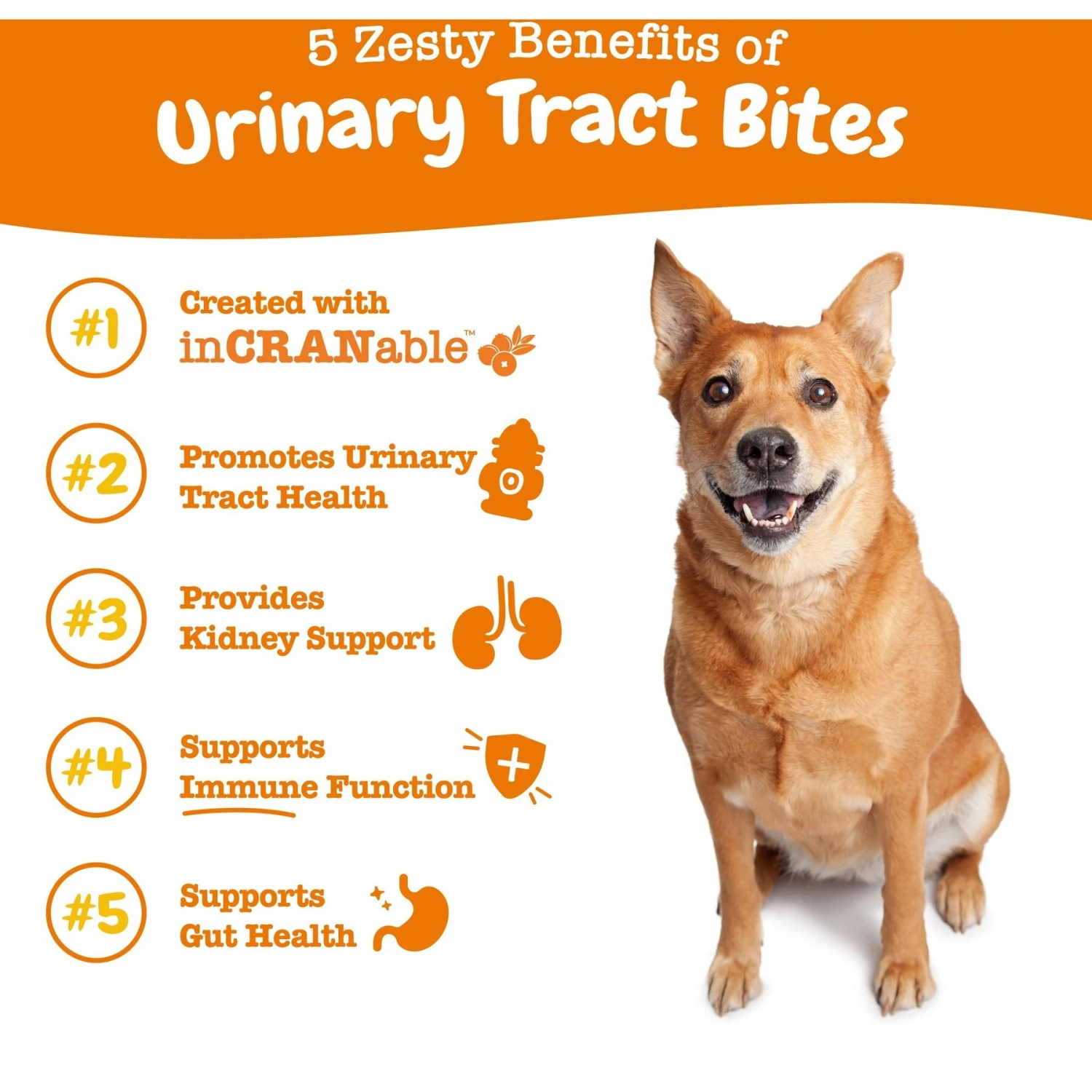 Zesty Paws Urinary Tract Bites Bacon Flavored Soft Chews Cranberry Bladder Kidney Supplement For Dogs 2 Zesty Paws Urinary Tract Bites Bacon Flavored Soft Chews Cranberry Bladder Kidney Supplement For Dogs - Image 2