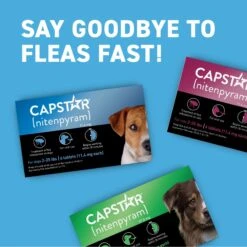 Capstar Flea Oral Treatment For Dogs, 2-25 Lbs 17 Capstar Flea Oral Treatment For Dogs, 2-25 Lbs -Pet Wellness 154852 PT8. AC SS1800 V1693496110