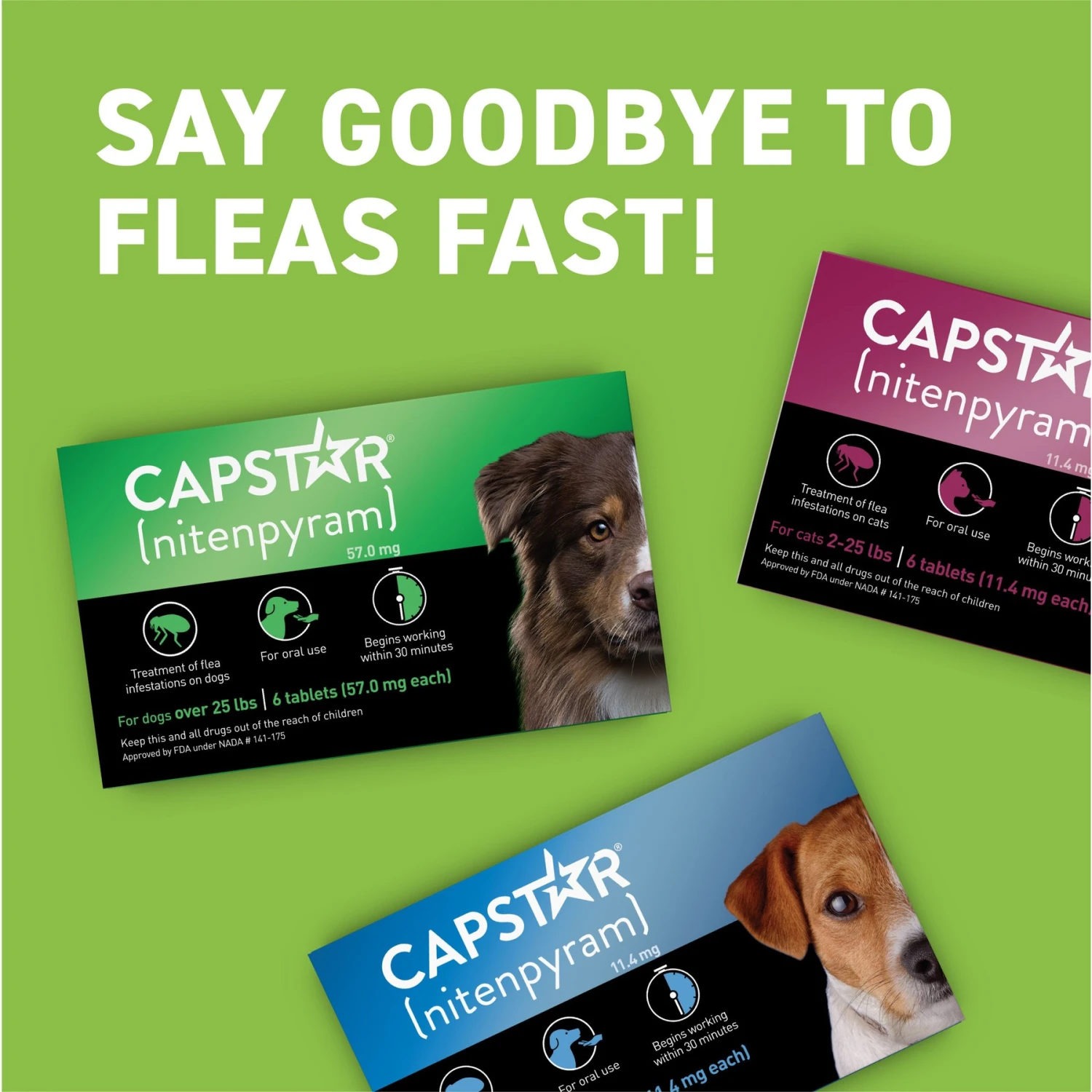 Capstar Flea Oral Treatment For Dogs, Over 25 Lbs 8 Capstar Flea Oral Treatment For Dogs, Over 25 Lbs - Image 8