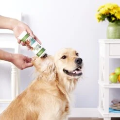 Liquid Health Pets K9 Ear Solutions Dog Ear Cleaner 9 Liquid Health Pets K9 Ear Solutions Dog Ear Cleaner -Pet Wellness 156388 PT4. AC SS1800 V1548194447