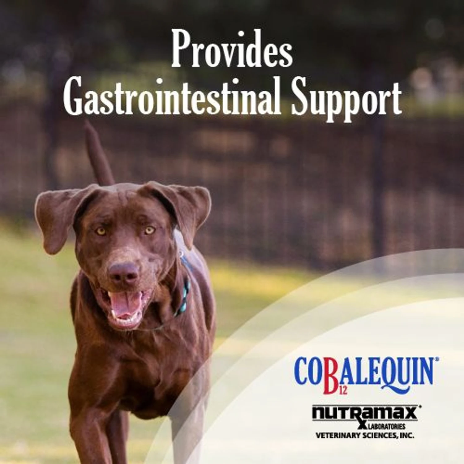 Nutramax Cobalequin Chewable Tablets B12 Supplement For Medium To Large Dogs 2 Nutramax Cobalequin Chewable Tablets B12 Supplement For Medium To Large Dogs - Image 2