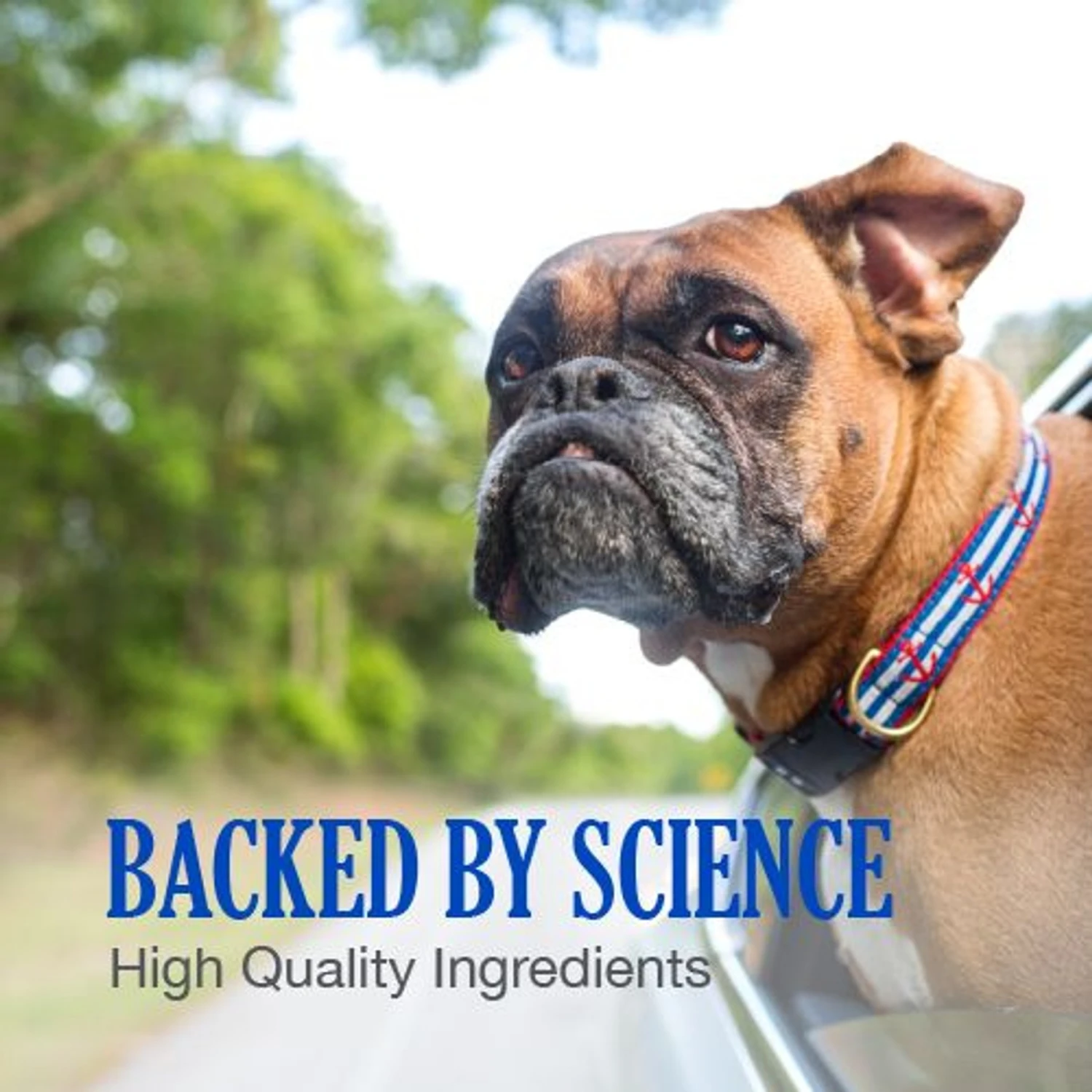 Nutramax Cobalequin Chewable Tablets B12 Supplement For Medium To Large Dogs 4 Nutramax Cobalequin Chewable Tablets B12 Supplement For Medium To Large Dogs - Image 4