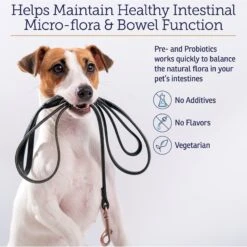 Rx Vitamins Rx Biotic Powder Digestive Supplement For Cats & Dogs 10 Rx Vitamins Rx Biotic Powder Digestive Supplement For Cats & Dogs -Pet Wellness 159321 PT4. AC SS1800 V1658199845