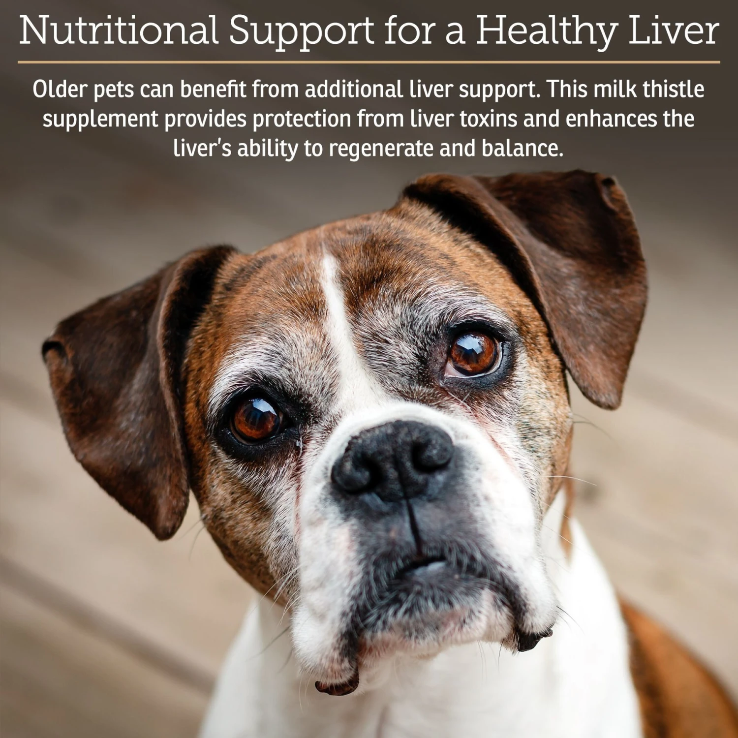 Rx Vitamins Hepato Support Liver Supplement For Cats & Dogs 3 Rx Vitamins Hepato Support Liver Supplement For Cats & Dogs - Image 3