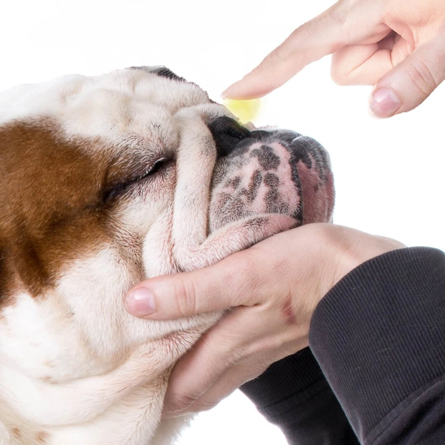 The Blissful Dog Every Dog Nose Butter 2 The Blissful Dog Every Dog Nose Butter - Image 2