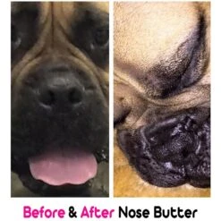 The Blissful Dog Every Dog Nose Butter 9 The Blissful Dog Every Dog Nose Butter -Pet Wellness 161578 PT4. AC SS1800 V1552485118