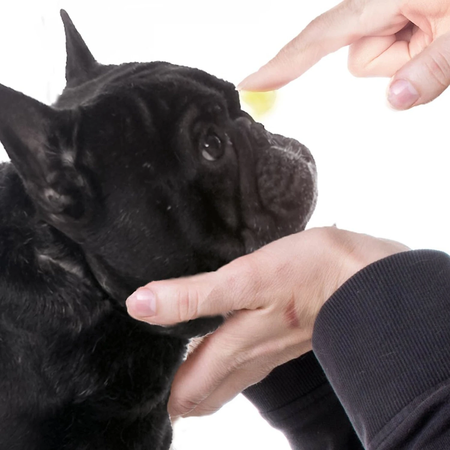The Blissful Dog French Bulldog Nose Butter 2 The Blissful Dog French Bulldog Nose Butter - Image 2