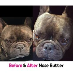 The Blissful Dog French Bulldog Nose Butter 8 The Blissful Dog French Bulldog Nose Butter -Pet Wellness 161586 PT3. AC SS1800 V1555438787
