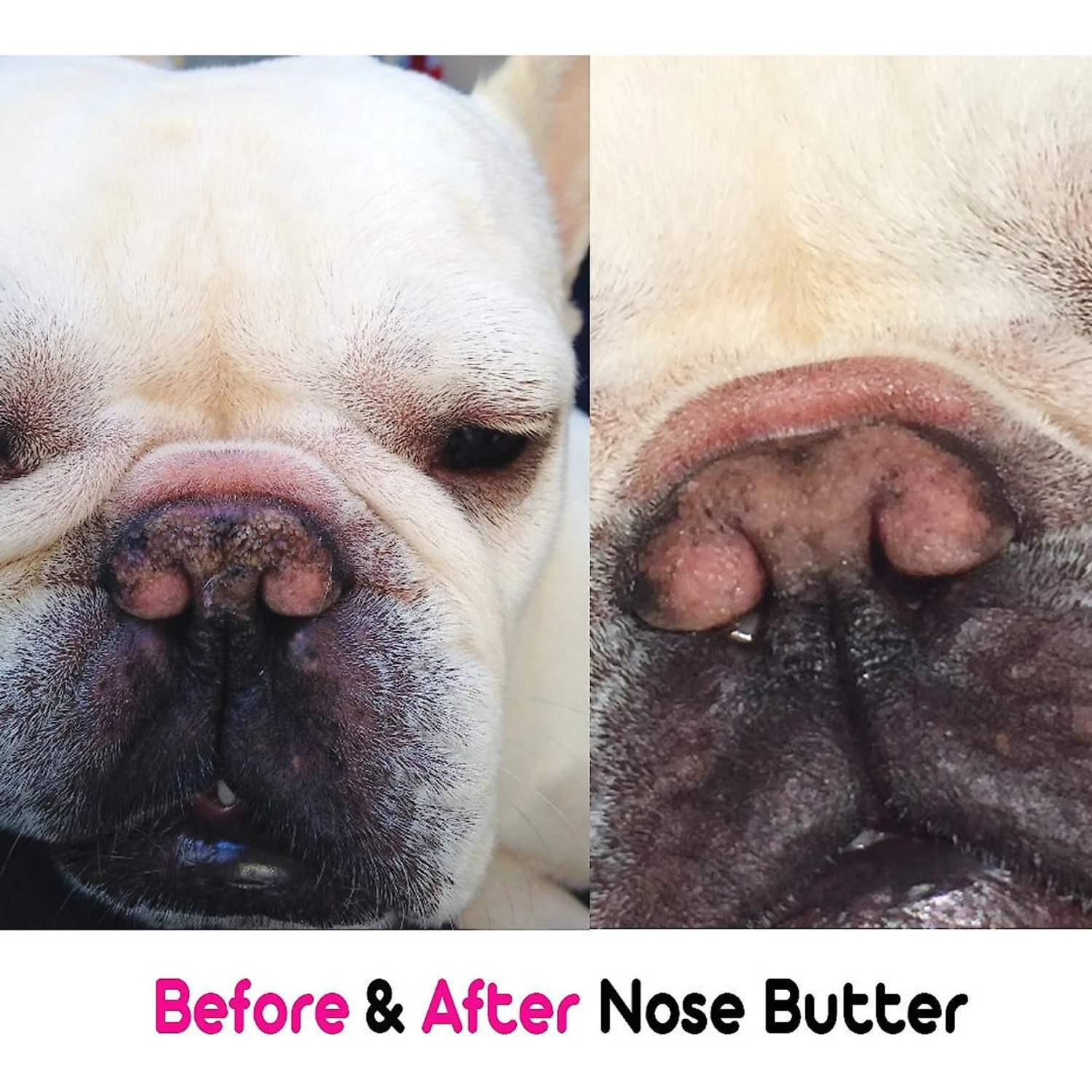 The Blissful Dog French Bulldog Nose Butter 5 The Blissful Dog French Bulldog Nose Butter - Image 5