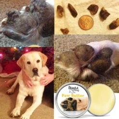 The Blissful Dog Paw Butter -Pet Wellness 161599 PT3. AC SS1800 V1552483923